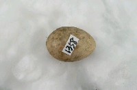 藏品(日本紅尾伯勞卵)的圖片